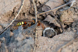 Image of Nomada lathburiana (Kirby 1802)