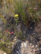 Image of Athanasia linifolia Burm. fil.