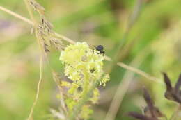 Image of Hylaeus signatus (Panzer 1798)