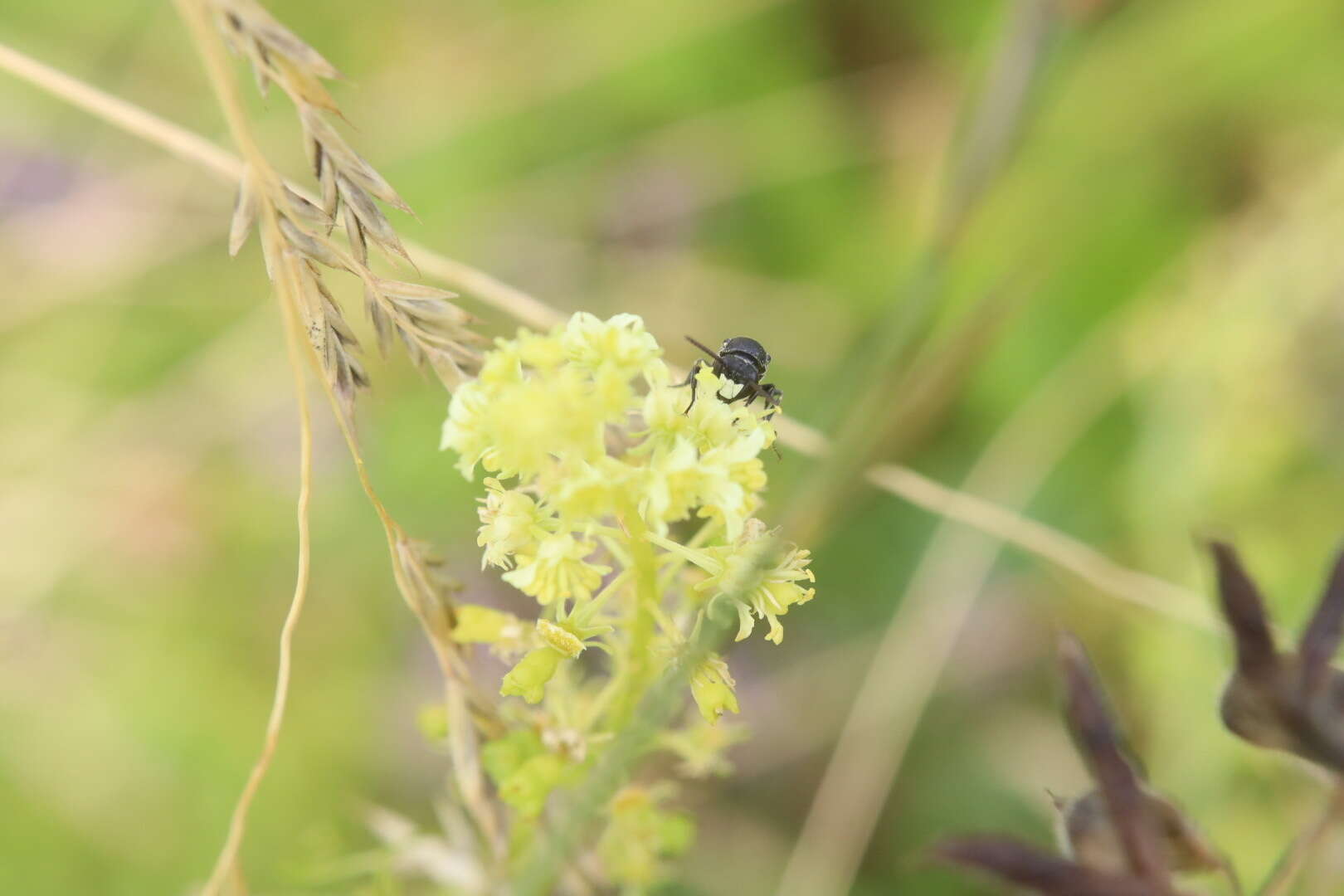 Hylaeus signatus (Panzer 1798) resmi