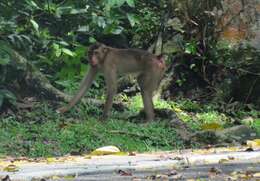 Image of Pig-Tail Macaque