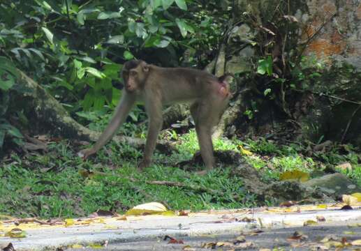 Image of Pig-Tail Macaque