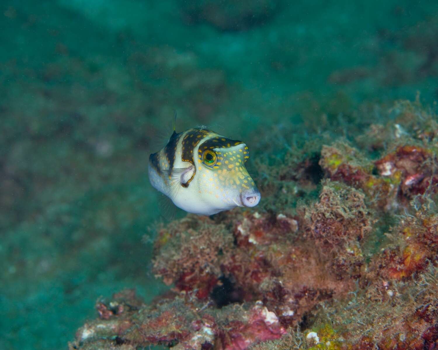 Слика од Canthigaster coronata (Vaillant & Sauvage 1875)