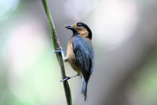 Sittiparus owstoni (Ijima 1893) resmi