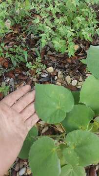 Image of false Indianmallow