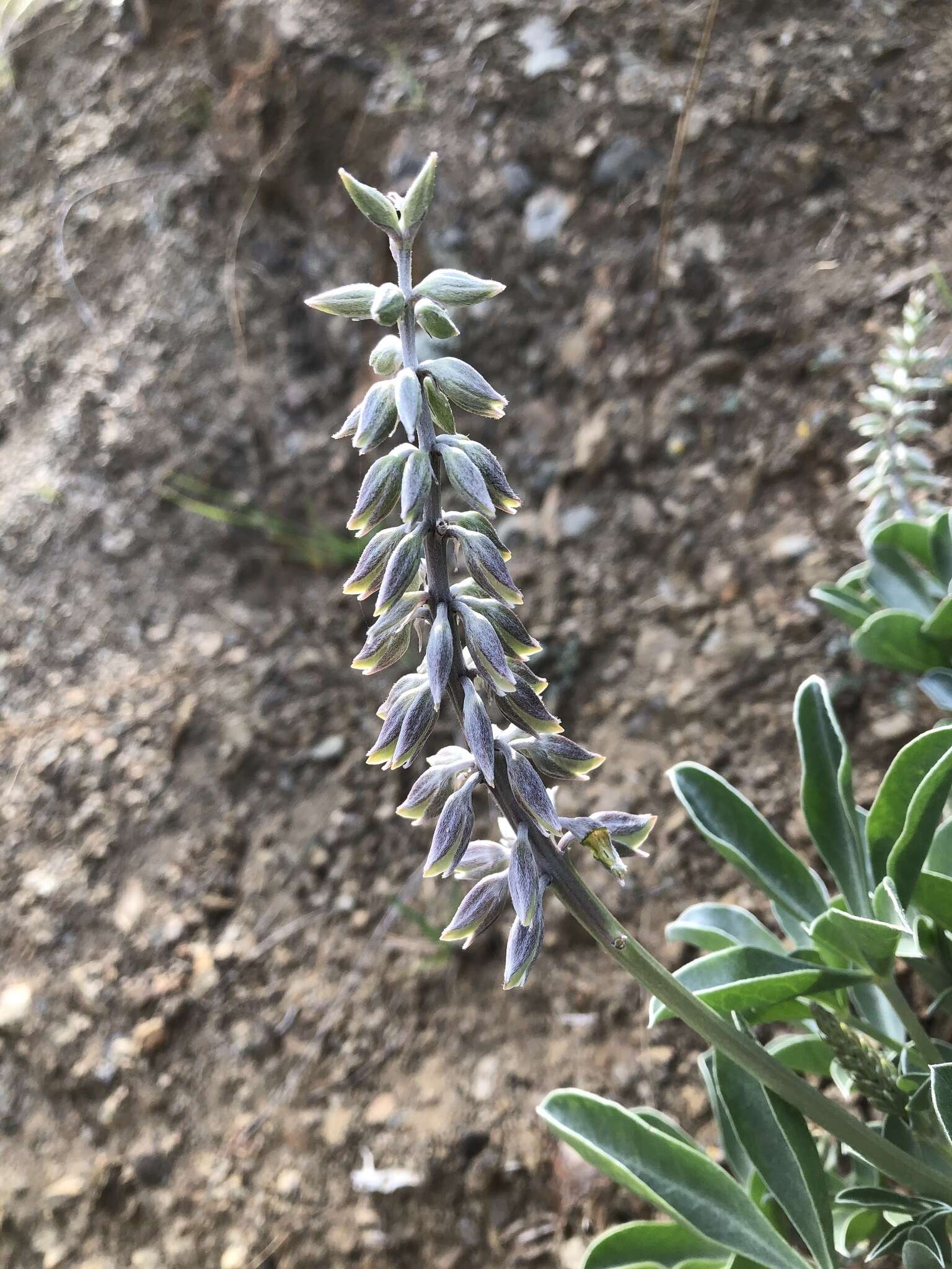 Image of Cobb Mountain lupine