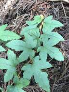 Image of Rubus reflexus var. hui (Diels ex Hu) F. P. Metcalf