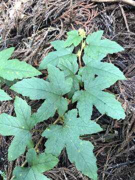 Image of Rubus reflexus var. hui (Diels ex Hu) F. P. Metcalf