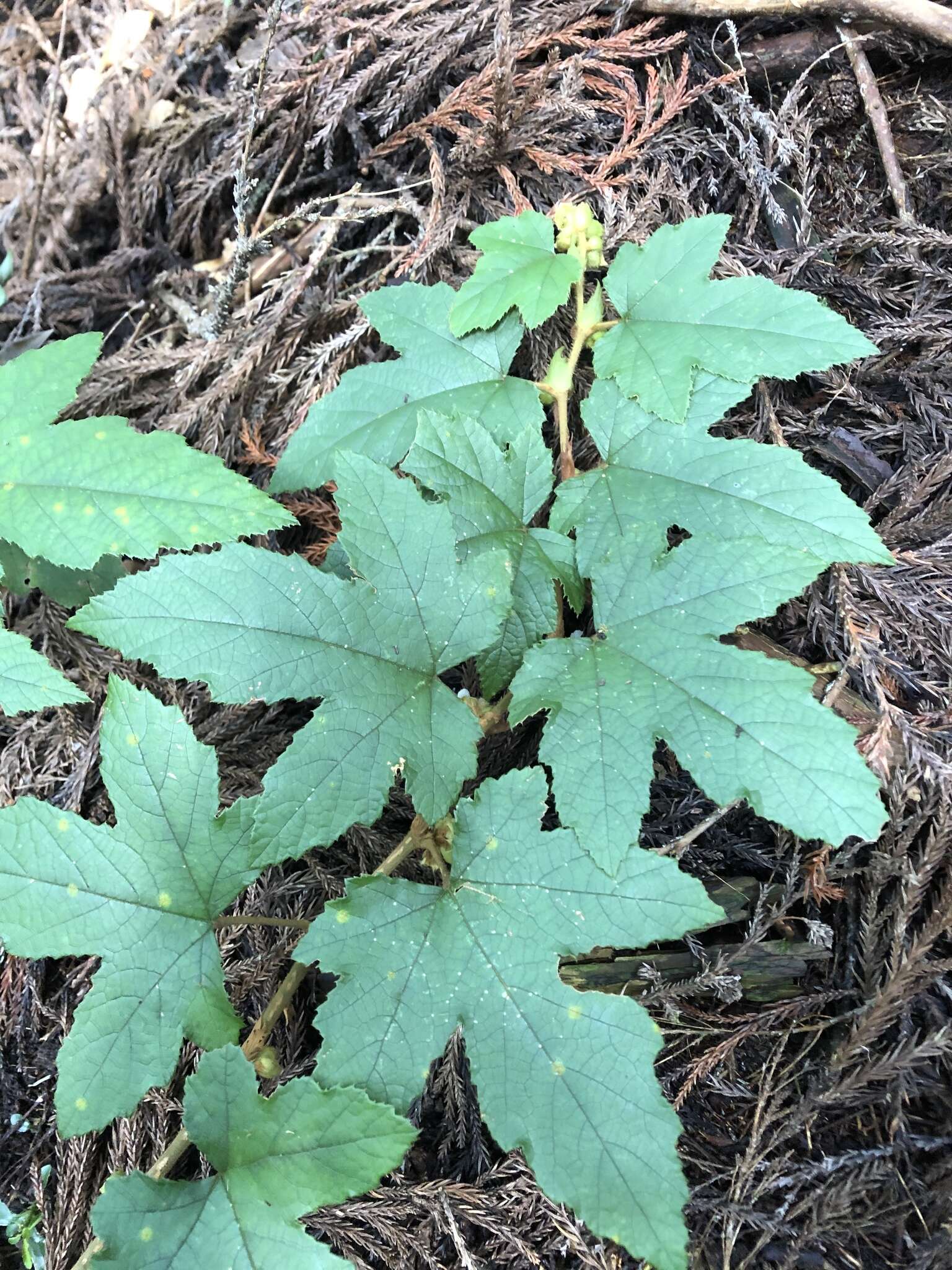 Image of Rubus reflexus var. hui (Diels ex Hu) F. P. Metcalf