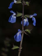 Image of Salvia jaimehintoniana Ramamoorthy ex B. L. Turner