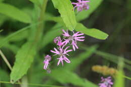 Plancia ëd Silene flos-cuculi (L.) Greuter & Burdet