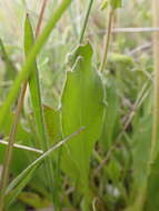 Image of Goodenia paradoxa