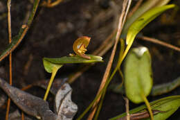 Image of Pleurothallis quitu-cara