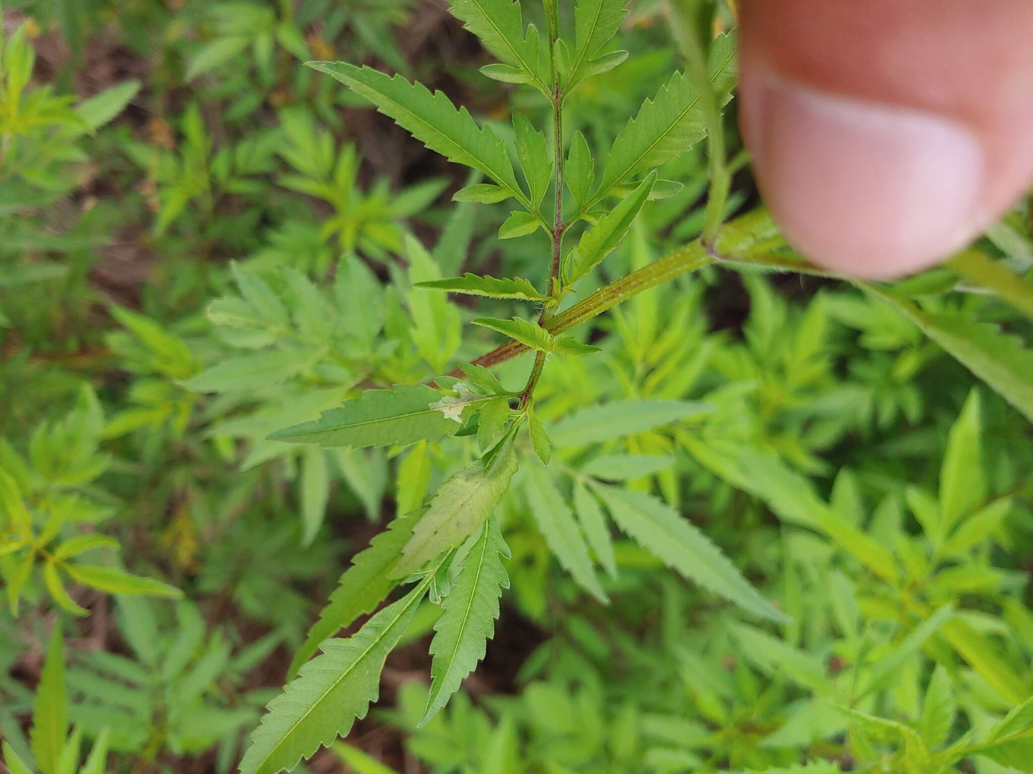 Image of Calycomyza platyptera (Thomson 1869)