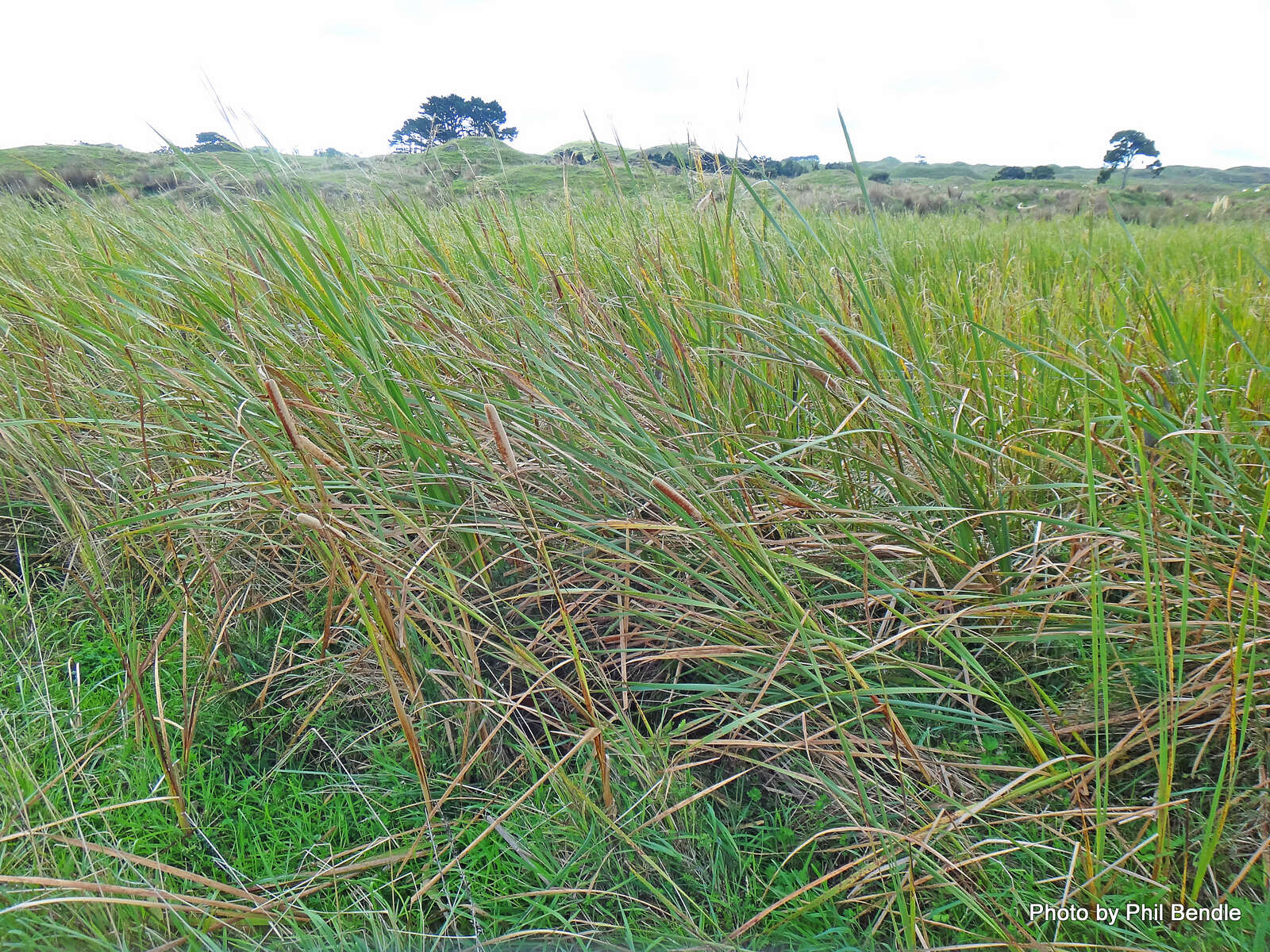 Image of Bullrush