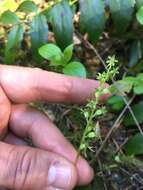 Image of Lesser Twayblade