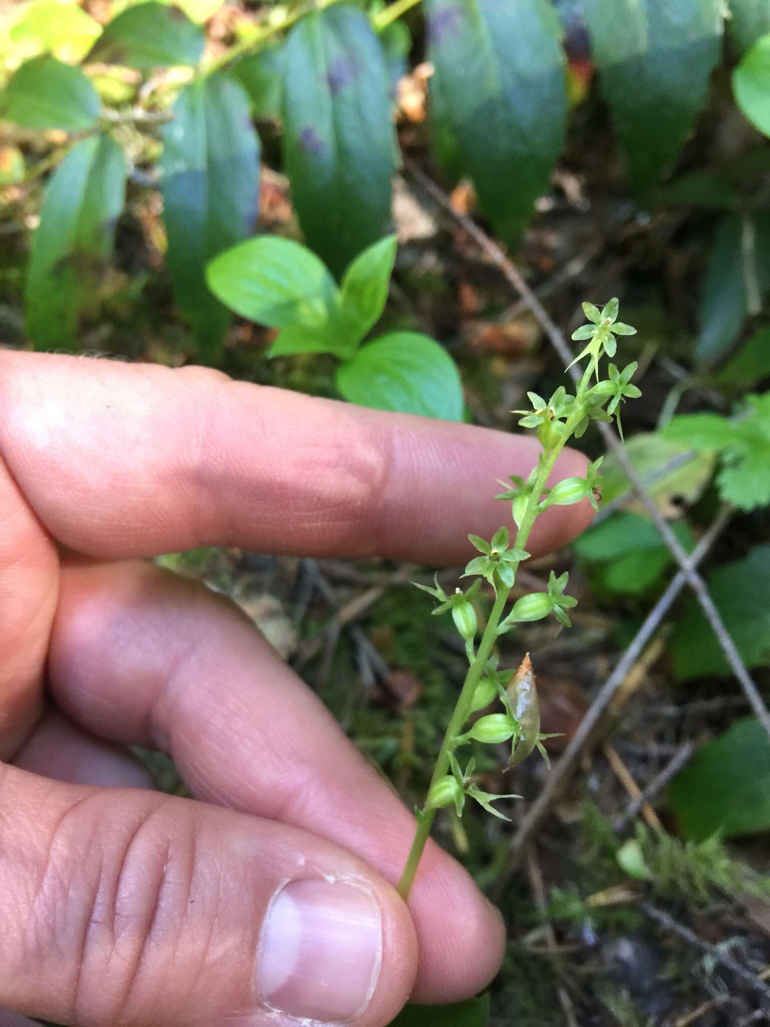 Image of Lesser Twayblade