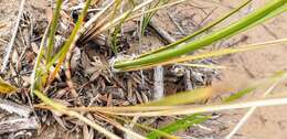 Sivun Lomandra leucocephala (R. Br.) Ewart kuva