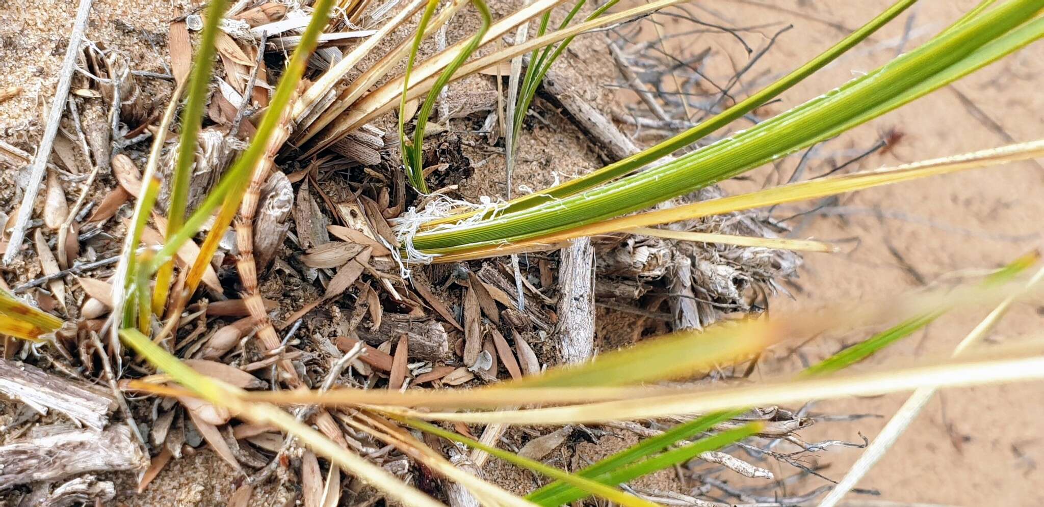 Sivun Lomandra leucocephala (R. Br.) Ewart kuva