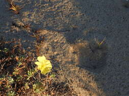 Image of Oenothera drummondii subsp. thalassaphila (Brandegee) W. Dietrich & W. L. Wagner