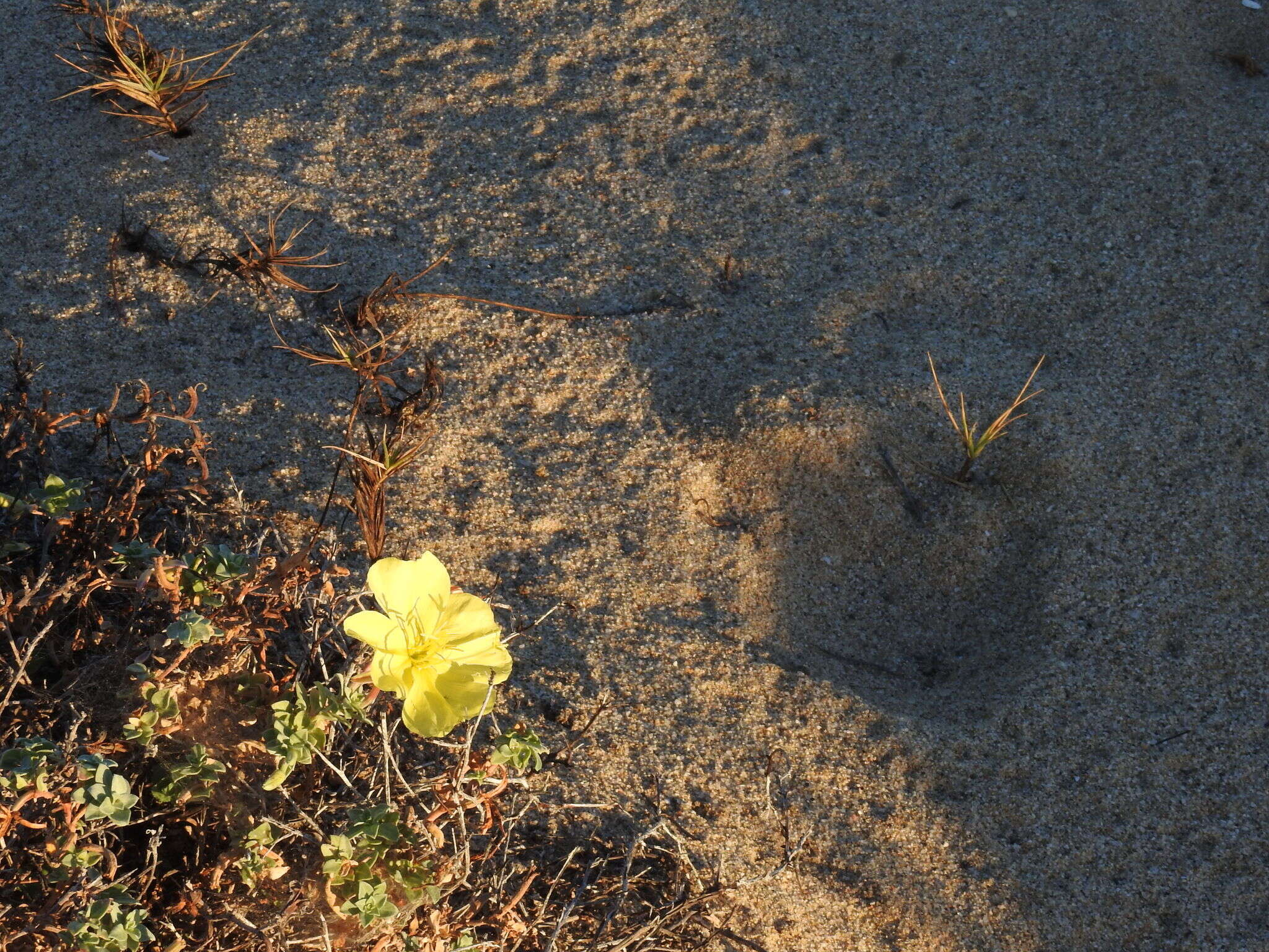 Image of Oenothera drummondii subsp. thalassaphila (Brandegee) W. Dietrich & W. L. Wagner