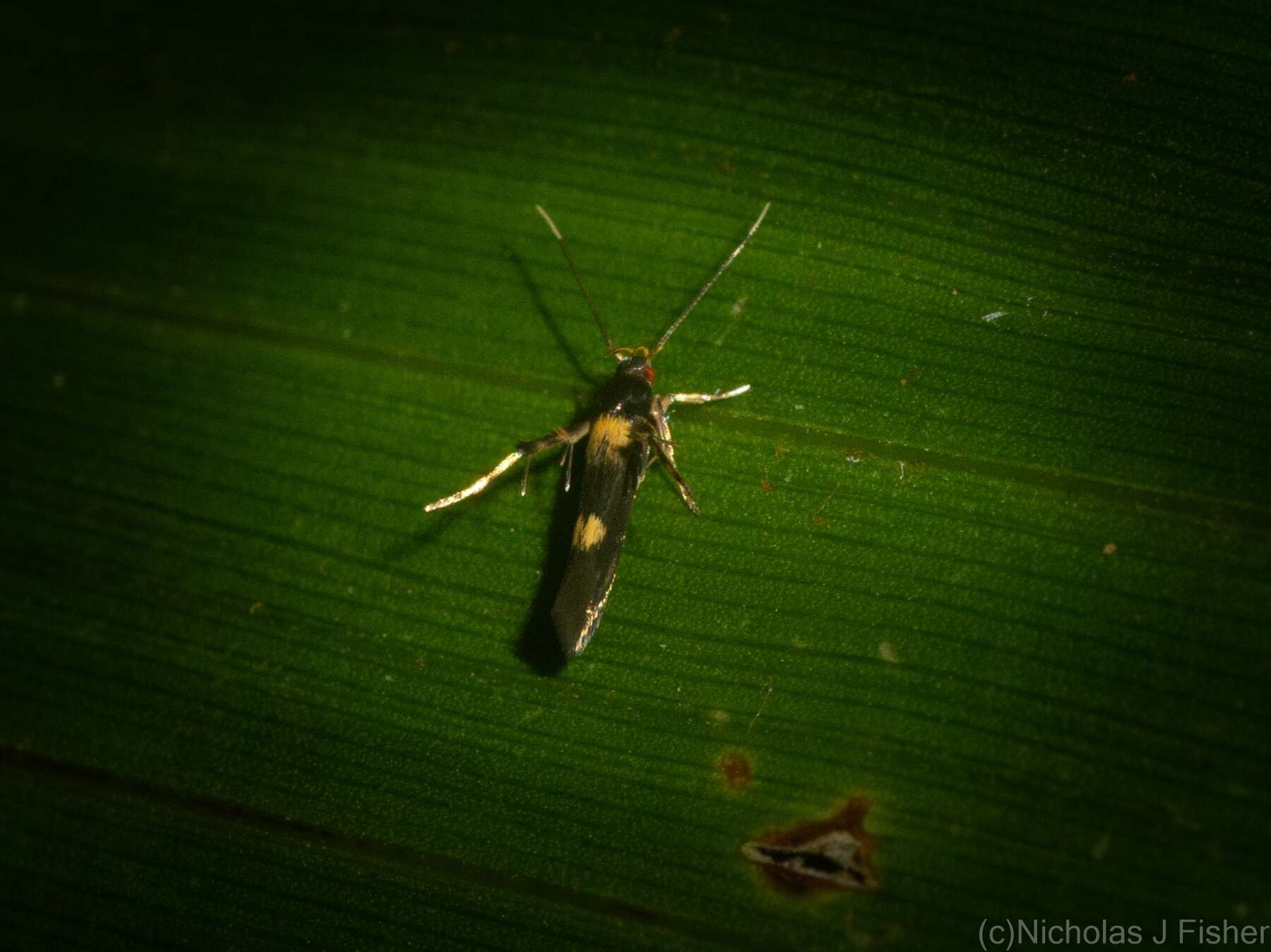 Слика од Aeoloscelis chrysophoenicea Meyrick 1897