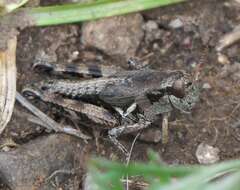 Melanoplus oregonensis (Thomas & C. 1875)的圖片