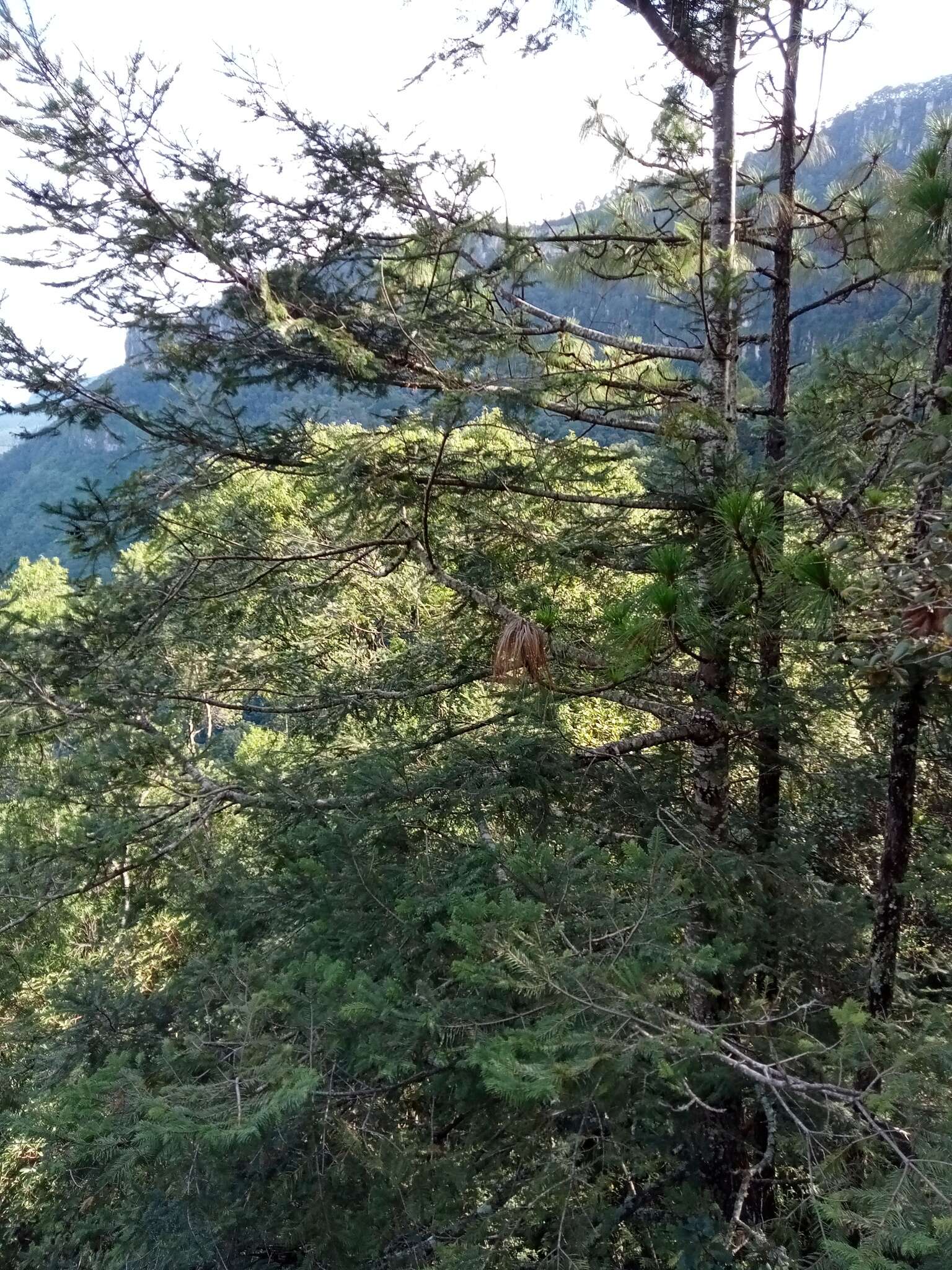 Image de Abies durangensis Martínez