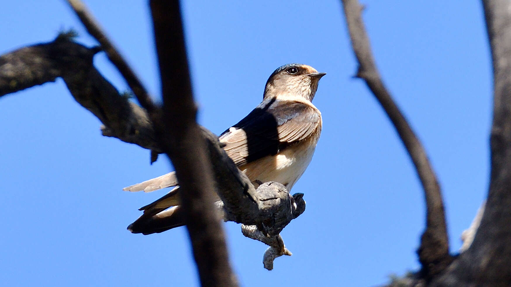 Petrochelidon nigricans (Vieillot 1817) resmi