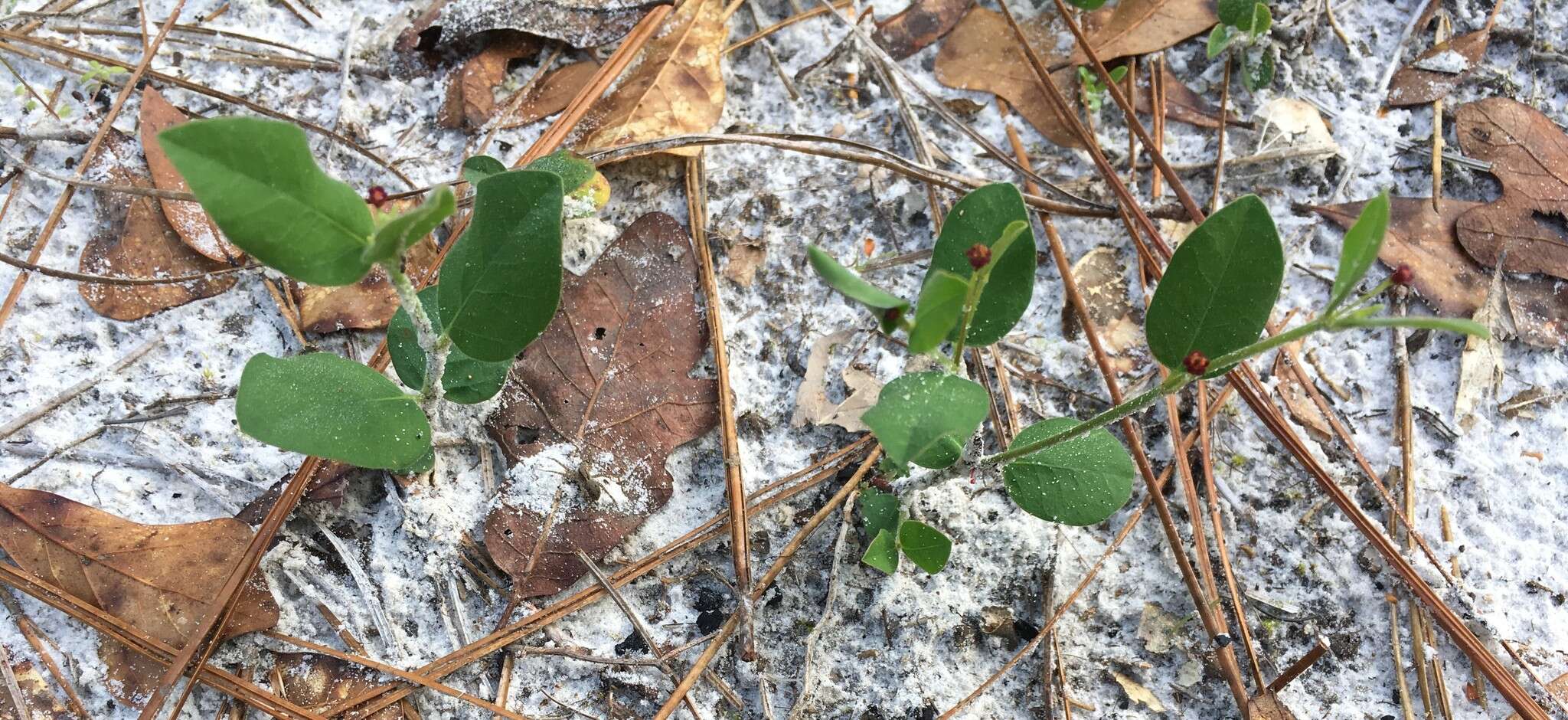 Sivun Euphorbia exserta (Small) Coker kuva