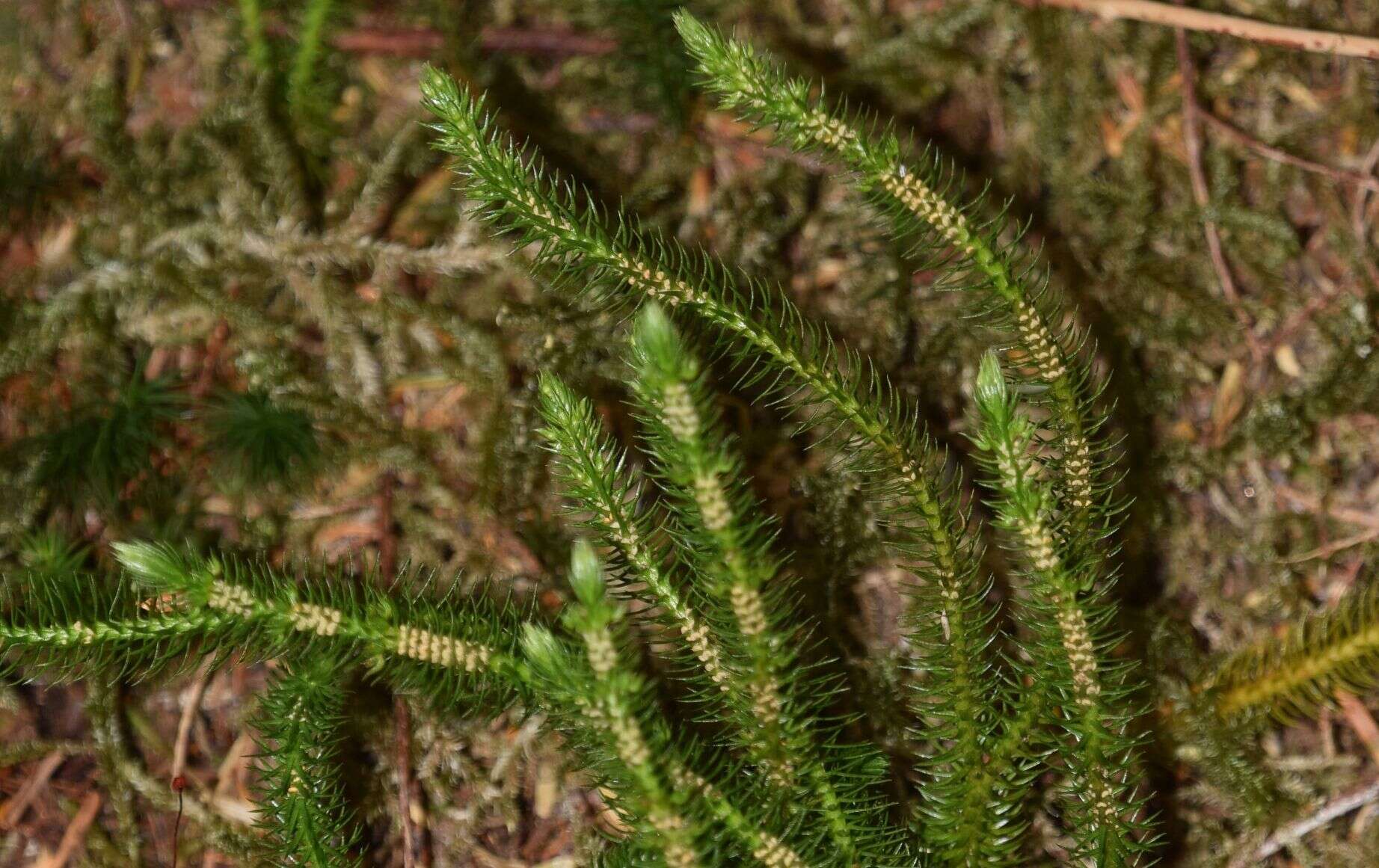 Image of Miyoshi's clubmoss