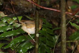 Image of Buff-breasted Babbler