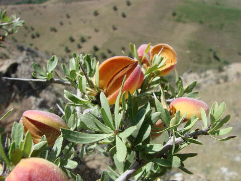 Imagem de Prunus spinosissima (A. Bunge) Franch.