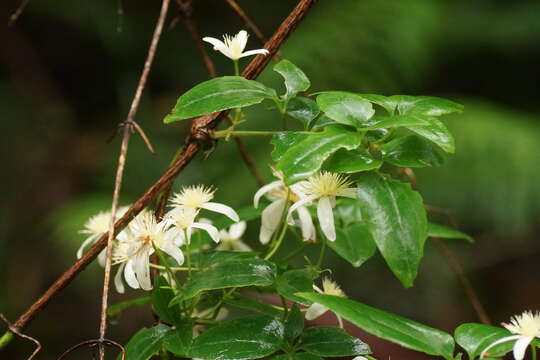 <i>Clematis aristata</i> resmi