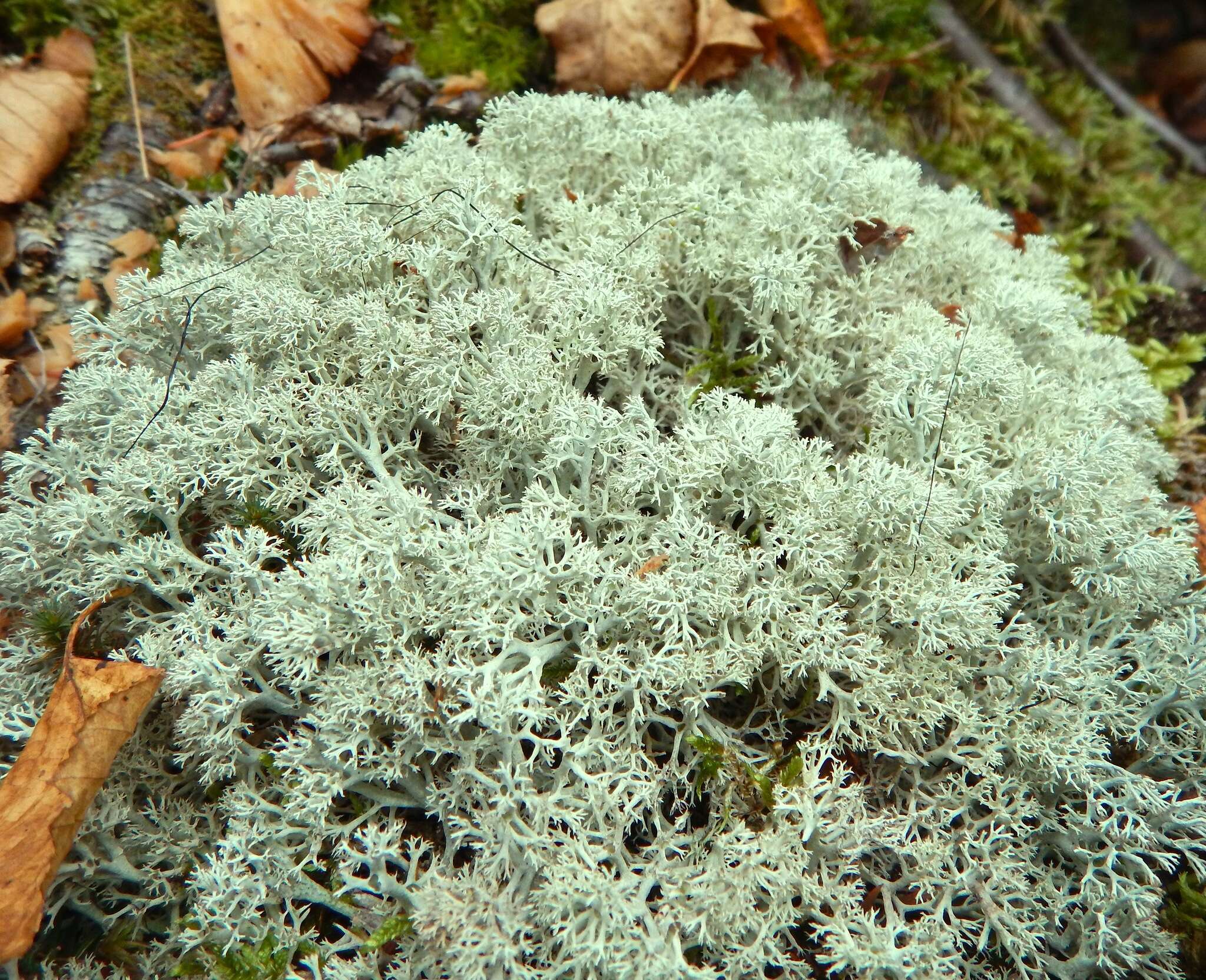 Image of star reindeer lichen