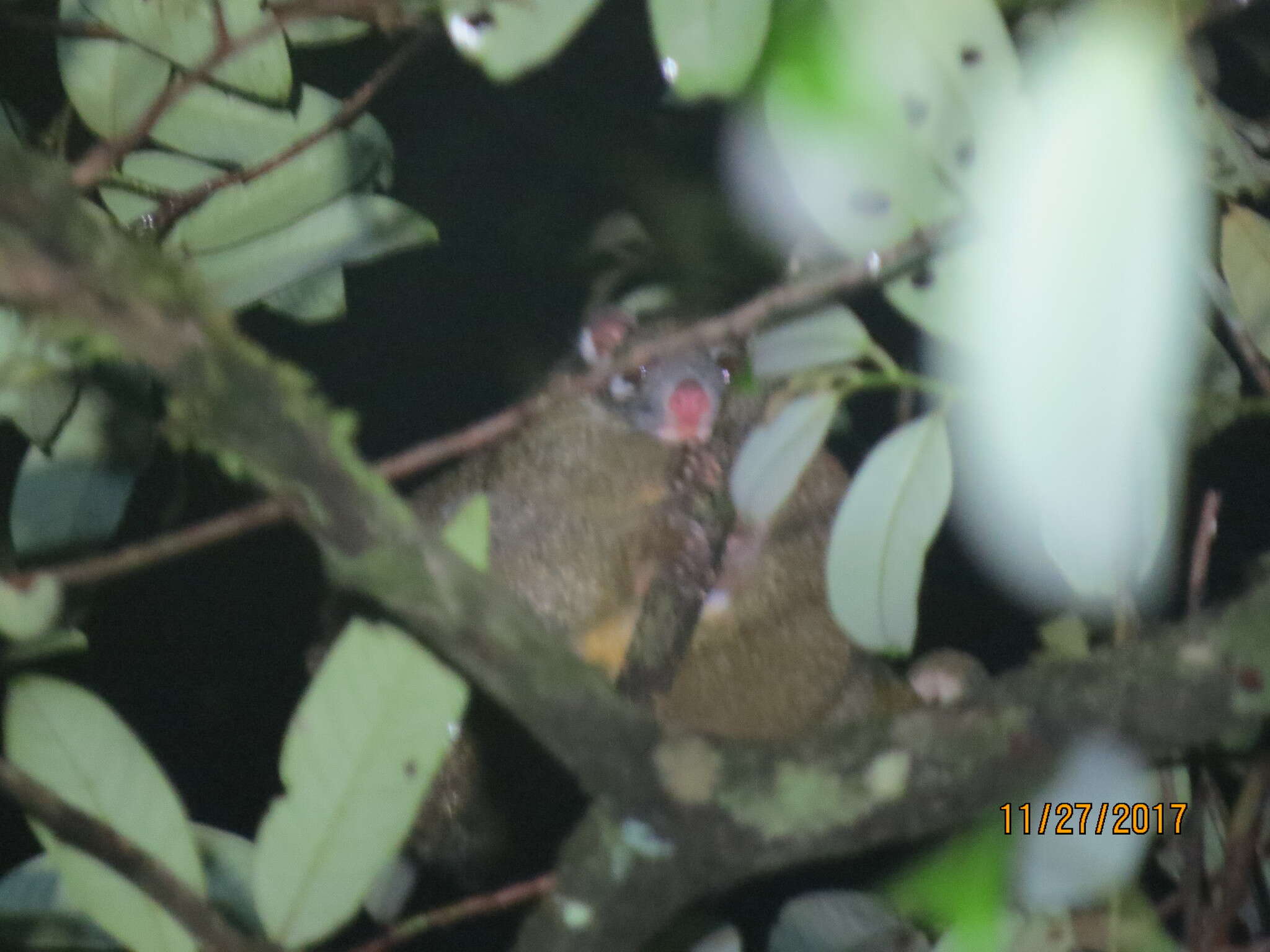 Image of Green Ringtail Possum