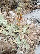 Image of Phlomis crinita Cav.