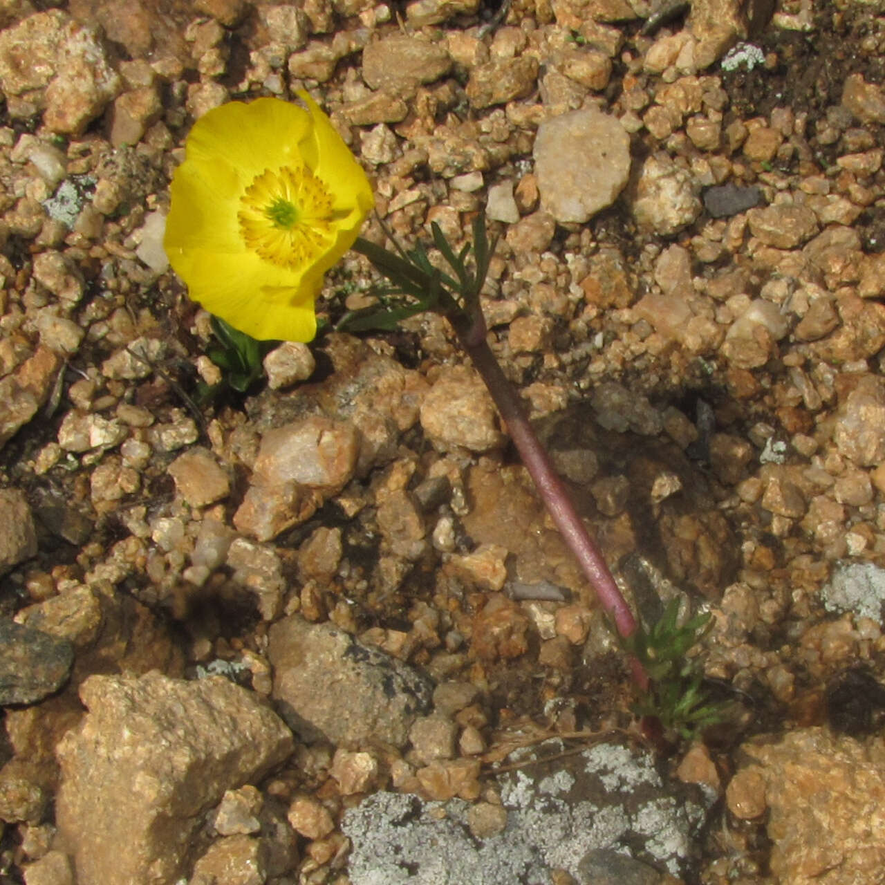 Imagem de Ranunculus adoneus A. Gray