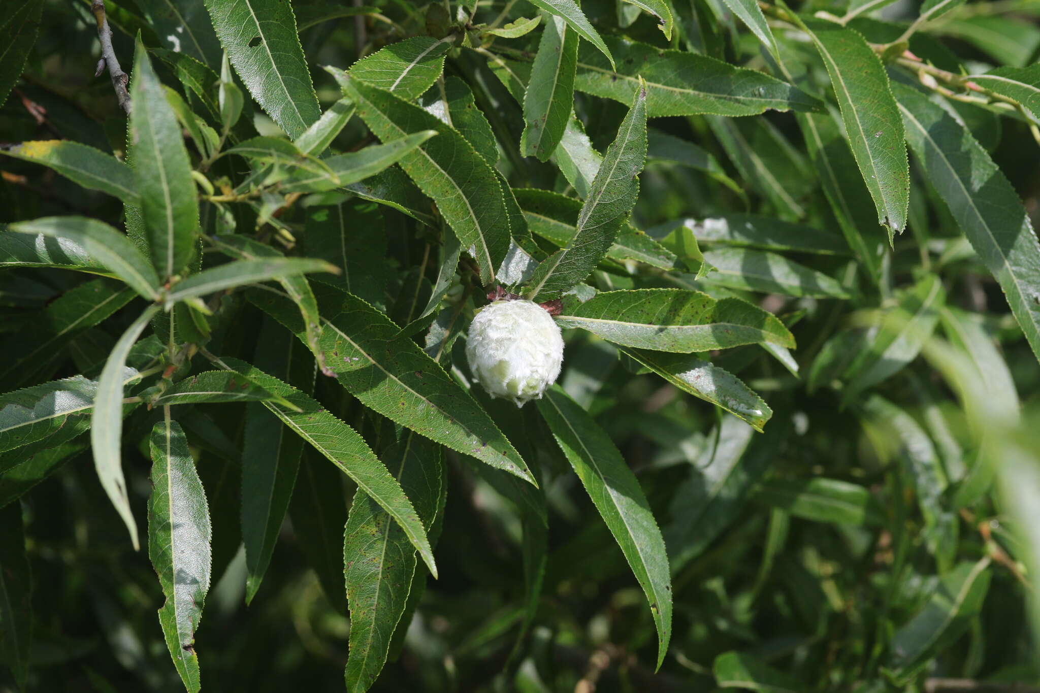 Image of Missouri River willow