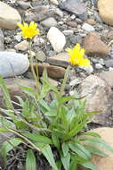 Image de Arnica angustifolia subsp. iljinii (Maguire) I. K. Ferguson