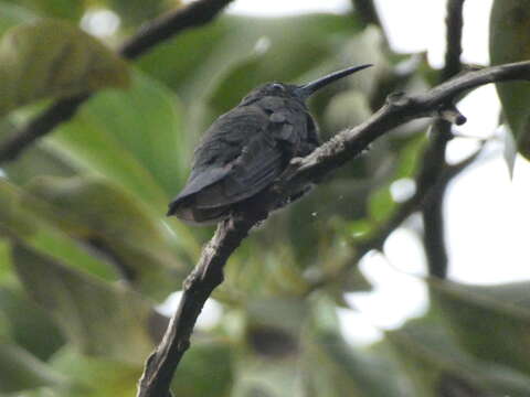 Anthracothorax mango (Linnaeus 1758) resmi