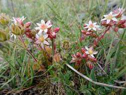 Rosularia alpestris subsp. alpestris resmi