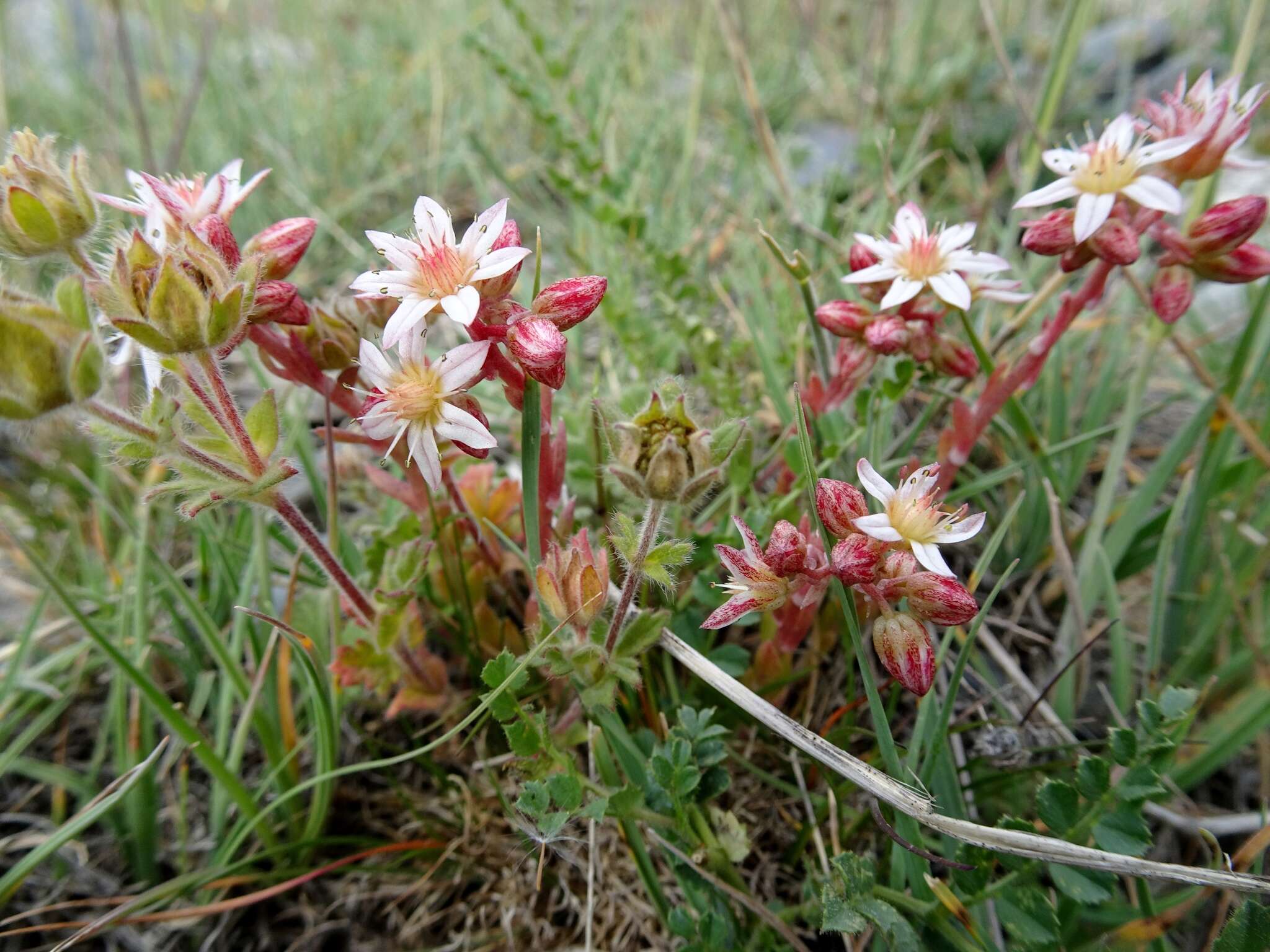 Rosularia alpestris subsp. alpestris resmi