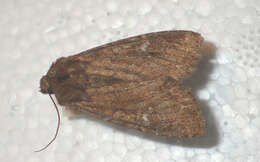 Image of scarce brindle