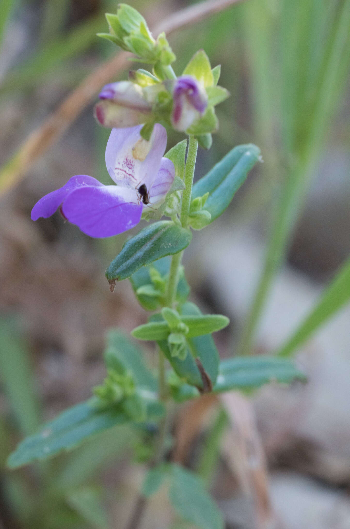 صورة Collinsia heterophylla Buist ex Graham