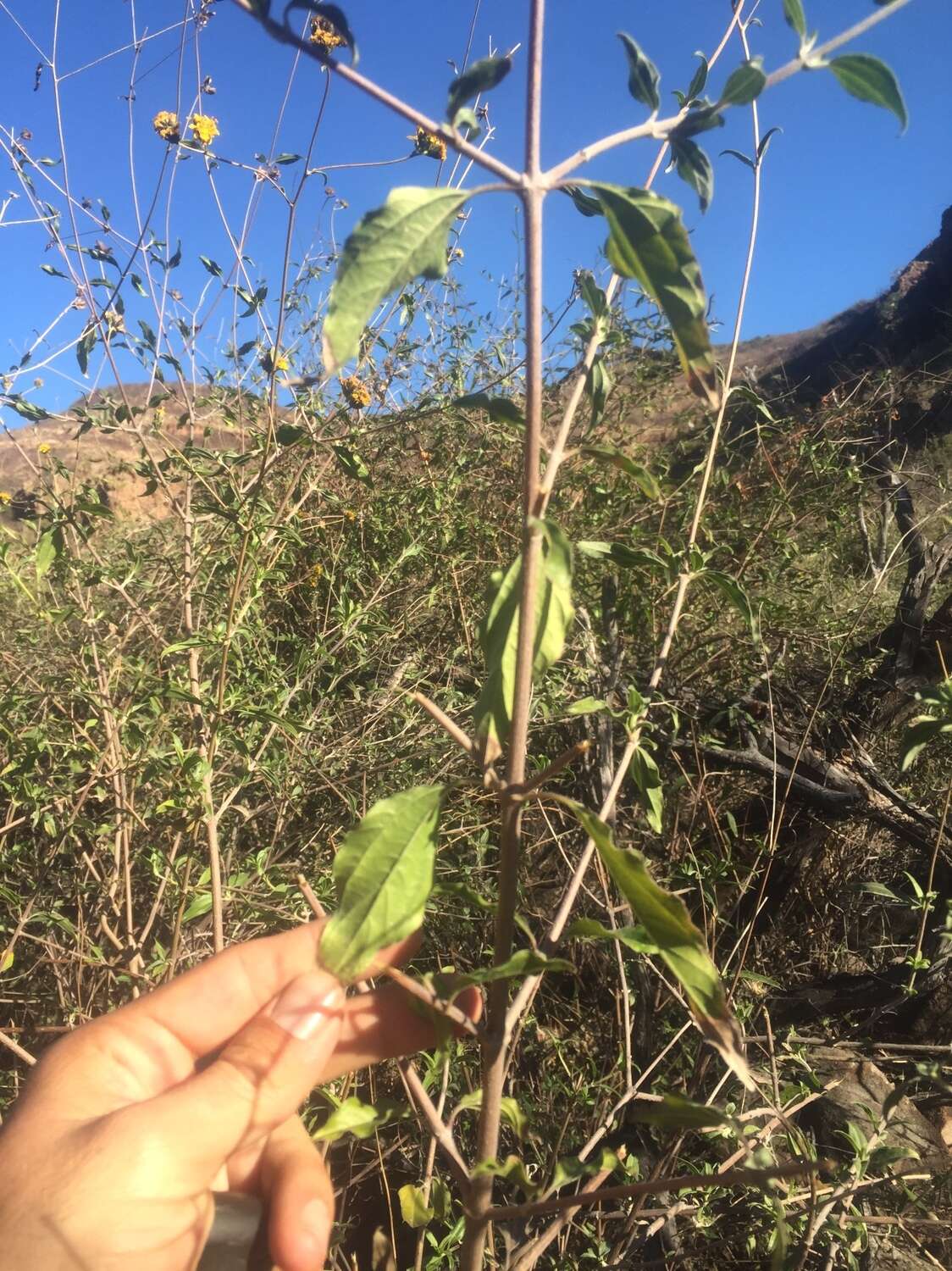 Image of Aldama glomerata (Brandeg.) E. E. Schill. & Panero