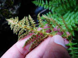 Image of Dryopteris komarovii Kossinsky