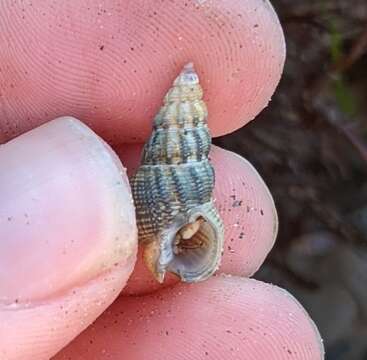 صورة Nassarius mendicus (Gould 1850)