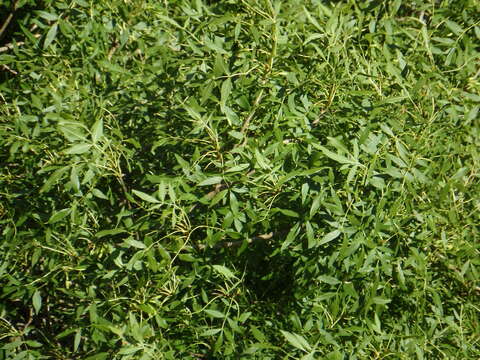 Image of Narrow-leafed Ash