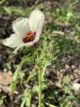 Image of flower of an hour